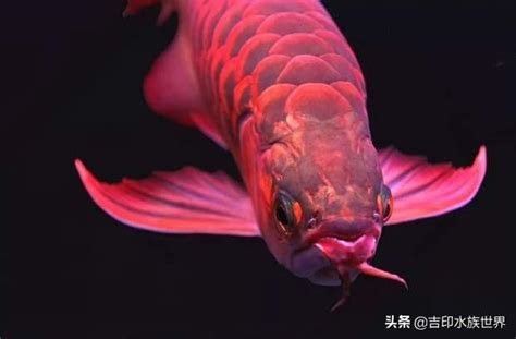 養紅龍風水|飼養龍魚：風水擺設有講究！ – 寵物百科